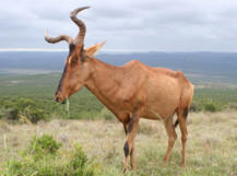 Ba Batle Game Farm, Self Catering Accommodation, Limpopo, South Africa